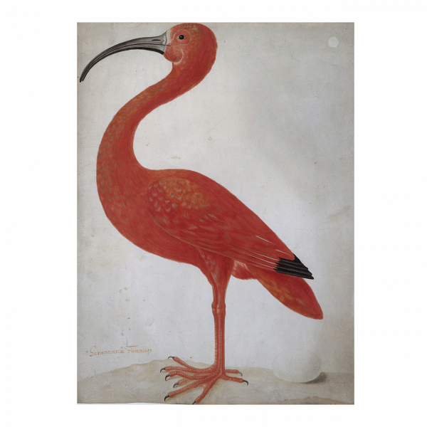 Poster: Rode ibis met een ei, Dorothea Maria Gsell 50x70